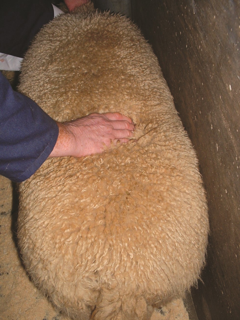 Checking the finishing sheep's loin.